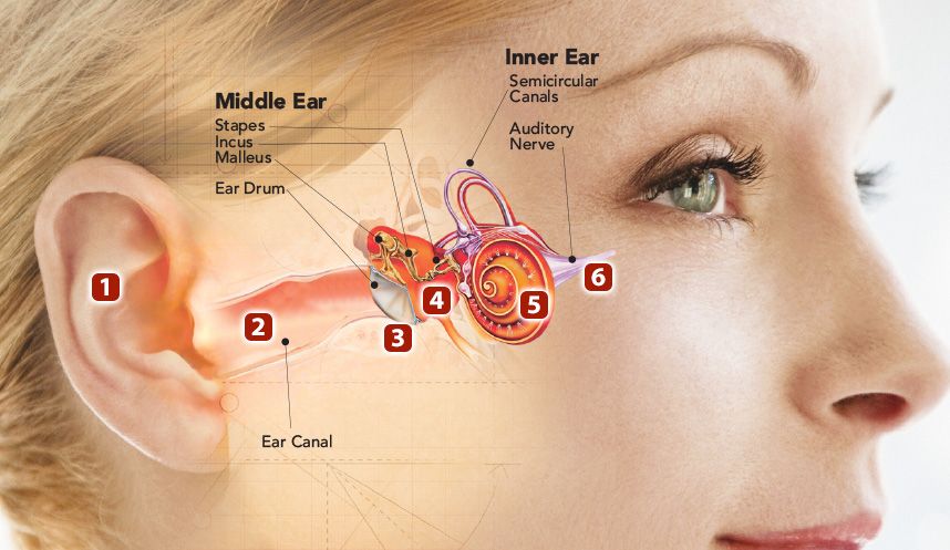 Types of Hearing Losses -Houri Hearing Center UAE